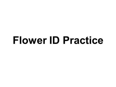 Flower ID Practice. Snapdragon Anthurium (flamingo Lily)
