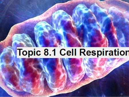 Note! Please see 3.7 Cell Respiration Core prior to using this presentation.