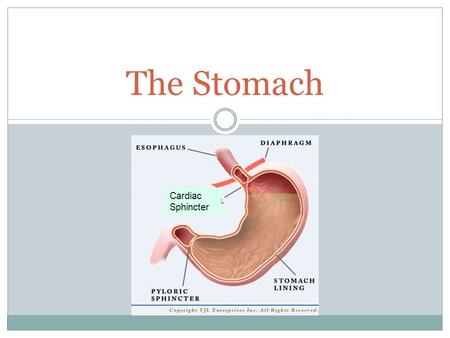 The Stomach Cardiac Sphincter