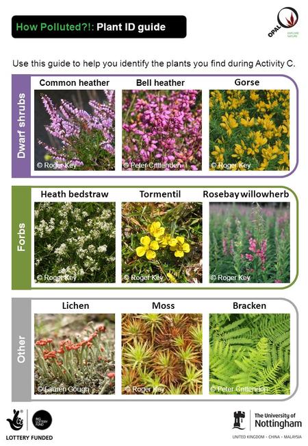 How Polluted?!: Plant ID guide Use this guide to help you identify the plants you find during Activity C. Other Gorse Dwarf shrubs Forbs Rosebay willowherb.