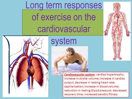 Long term responses of exercise on the cardiovascular system