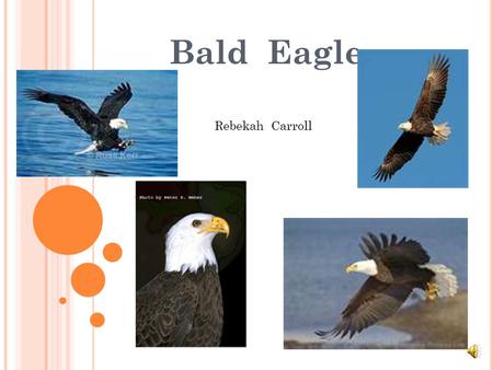 Bald Eagle Rebekah Carroll.