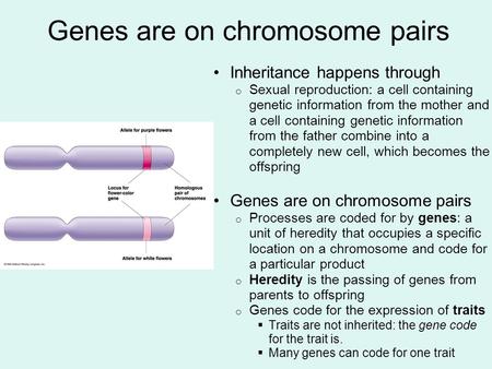 Genes are on chromosome pairs