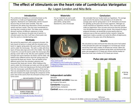 The effect of stimulants on the heart rate of Lumbriculus Variegatus By: Logan London and Nita Bela Introduction The Lumbriculus Variegatus, or commonly.