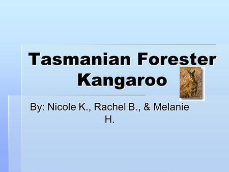 Tasmanian Forester Kangaroo