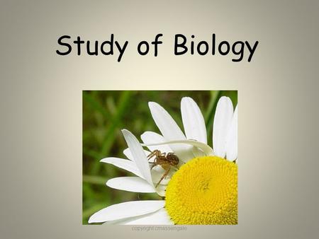 Study of Biology copyright cmassengale1. What is Biology? Biology is the study of all living things Living things are called organisms Organisms include.