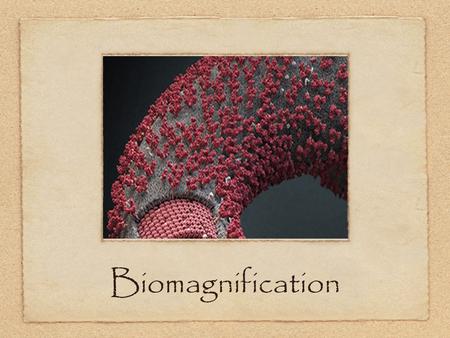 Biomagnification. Biodiversity The total sum of species in an area This is a natural resource and needs protection.