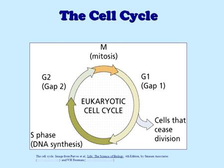The Cell Cycle The cell cycle. Image from Purves et al., Life: The Science of Biology, 4th Edition, by Sinauer Associates (www.sinauer.com) and WH Freeman.