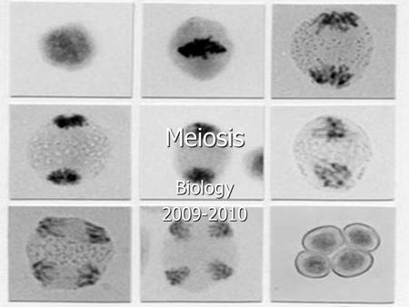 Meiosis Biology 2009-2010.