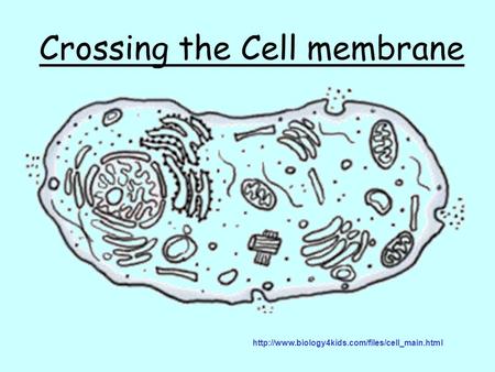 Crossing the Cell membrane