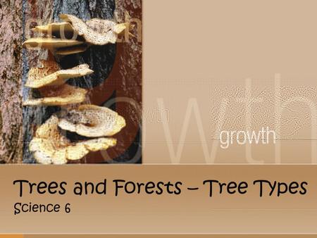 Trees and Forests – Tree Types Science 6. Tree Types There are many thousands of different kinds of trees but all true trees are separated into two (2)