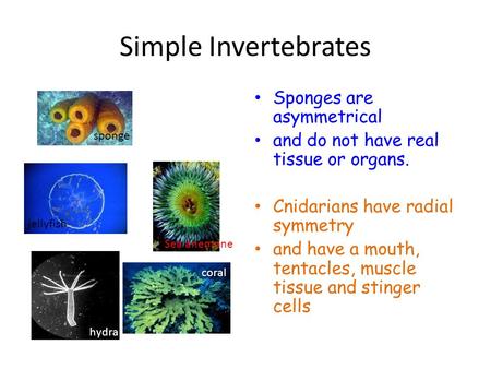 Simple Invertebrates Sponge Sponges are asymmetrical
