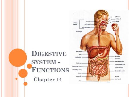 Digestive system - Functions