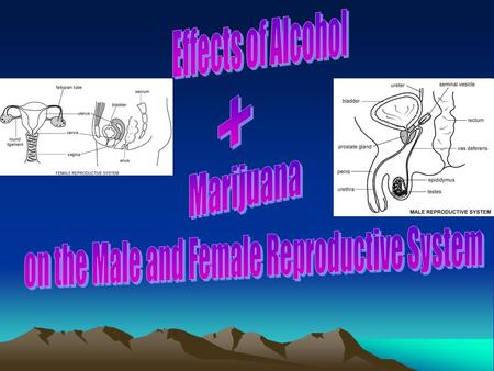 on the Male and Female Reproductive System