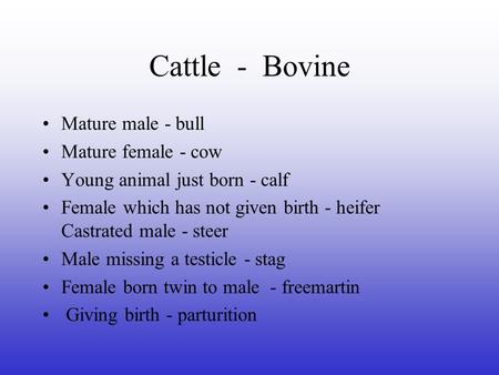 Cattle - Bovine Mature male - bull Mature female - cow