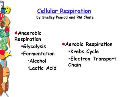 Cellular Respiration by Shelley Penrod and RM Chute