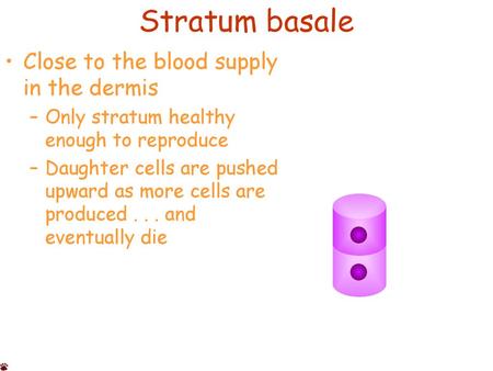 Stratum basale Close to the blood supply in the dermis