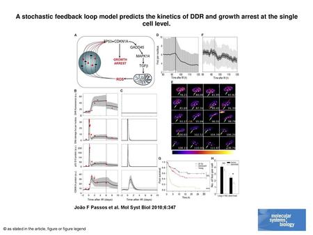 A stochastic feedback loop model predicts the kinetics of DDR and growth arrest at the single cell level. A stochastic feedback loop model predicts the.