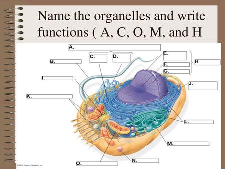 Name the organelles and write functions ( A, C, O, M, and H