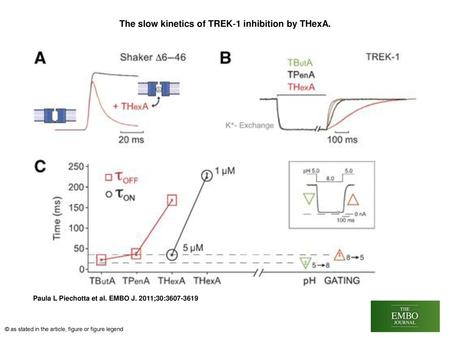 The slow kinetics of TREK‐1 inhibition by THexA.