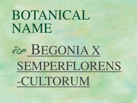 BEGONIA X SEMPERFLORENS-CULTORUM