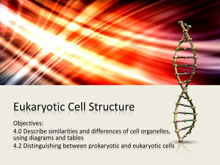 Eukaryotic Cell Structure