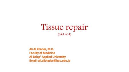 Tissue repair (3&4 of 4) Ali Al Khader, M.D. Faculty of Medicine