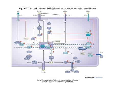 Figure 2 Crosstalk between TGF-β/Smad and other pathways in tissue fibrosis Figure 2 | Crosstalk between TGF-β/Smad and other pathways in tissue fibrosis.