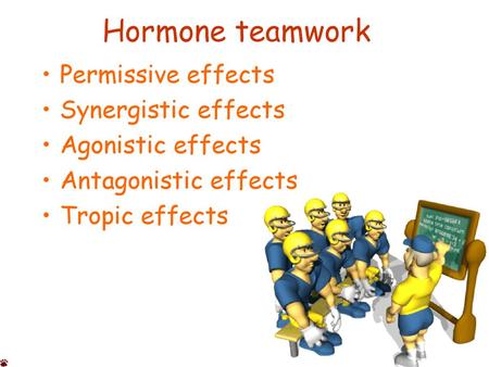 Hormone teamwork Permissive effects Synergistic effects