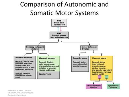 Comparison of Autonomic and Somatic Motor Systems