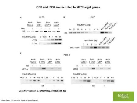 CBP and p300 are recruited to MYC target genes.