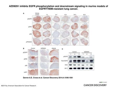 AZD9291 inhibits EGFR phosphorylation and downstream signaling in murine models of EGFRT790M-resistant lung cancer. AZD9291 inhibits EGFR phosphorylation.