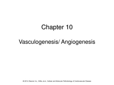 Chapter 10 Vasculogenesis/ Angiogenesis