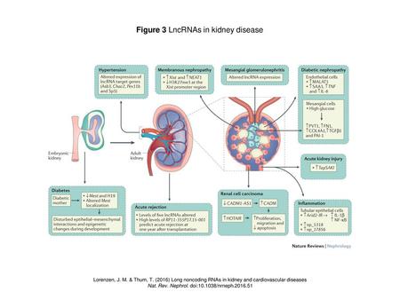 Figure 3 LncRNAs in kidney disease