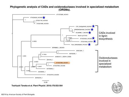 Phylogenetic analysis of CADs and oxidoreductases involved in specialized metabolism (ORSMs). Phylogenetic analysis of CADs and oxidoreductases involved.