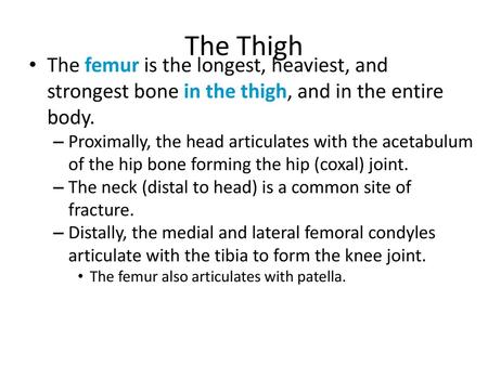 The Thigh The femur is the longest, heaviest, and strongest bone in the thigh, and in the entire body. Proximally, the head articulates with the acetabulum.