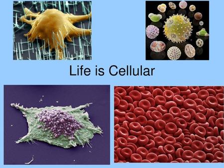 Life is Cellular.