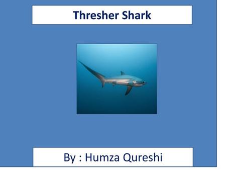 Thresher Shark By : Humza Qureshi