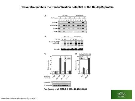 Resveratrol inhibits the transactivation potential of the RelA/p65 protein. Resveratrol inhibits the transactivation potential of the RelA/p65 protein.