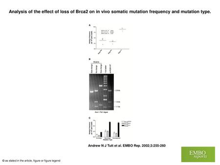 Analysis of the effect of loss of Brca2 on in vivo somatic mutation frequency and mutation type. Analysis of the effect of loss of Brca2 on in vivo somatic.