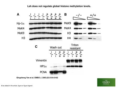 Lsh does not regulate global histone methylation levels.