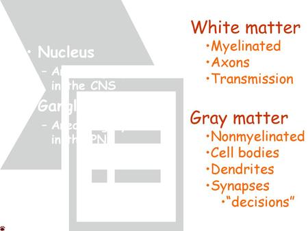 White matter Gray matter Nucleus Ganglion Myelinated Axons