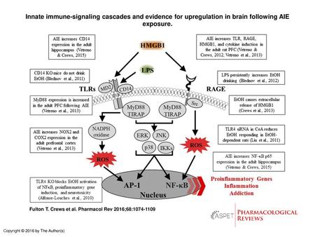 Innate immune-signaling cascades and evidence for upregulation in brain following AIE exposure. Innate immune-signaling cascades and evidence for upregulation.
