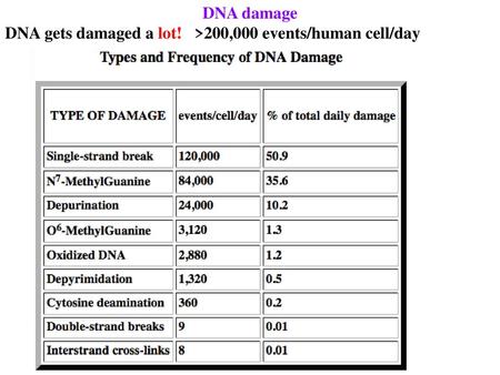 DNA damage DNA gets damaged a lot! >200,000 events/human cell/day.