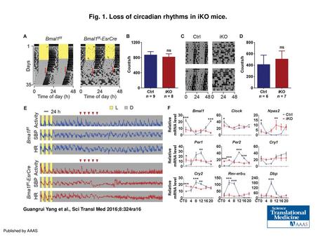 Fig. 1. Loss of circadian rhythms in iKO mice.