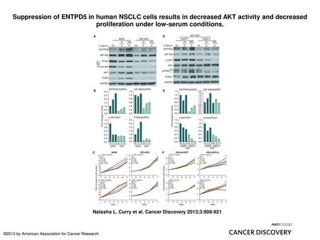 Suppression of ENTPD5 in human NSCLC cells results in decreased AKT activity and decreased proliferation under low-serum conditions. Suppression of ENTPD5.