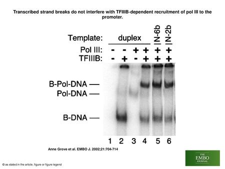 Transcribed strand breaks do not interfere with TFIIIB‐dependent recruitment of pol III to the promoter. Transcribed strand breaks do not interfere with.
