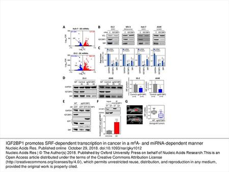Figure 1. IGF2BP1 promotes SRF expression in cancer cells