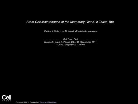 Stem Cell Maintenance of the Mammary Gland: It Takes Two