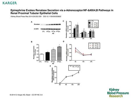 Epinephrine Evokes Renalase Secretion via a-Adrenoceptor/NF-κB Pathways in Renal Proximal Tubular Epithelial Cells Kidney Blood Press Res 2014;39:252-259.